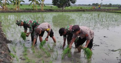 Sinergi TNI-Polri dan Dinas Pertanian Dukung Ketahanan Pangan di Kecamatan Sekaran