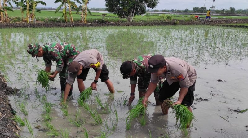 Sinergi TNI-Polri dan Dinas Pertanian Dukung Ketahanan Pangan di Kecamatan Sekaran